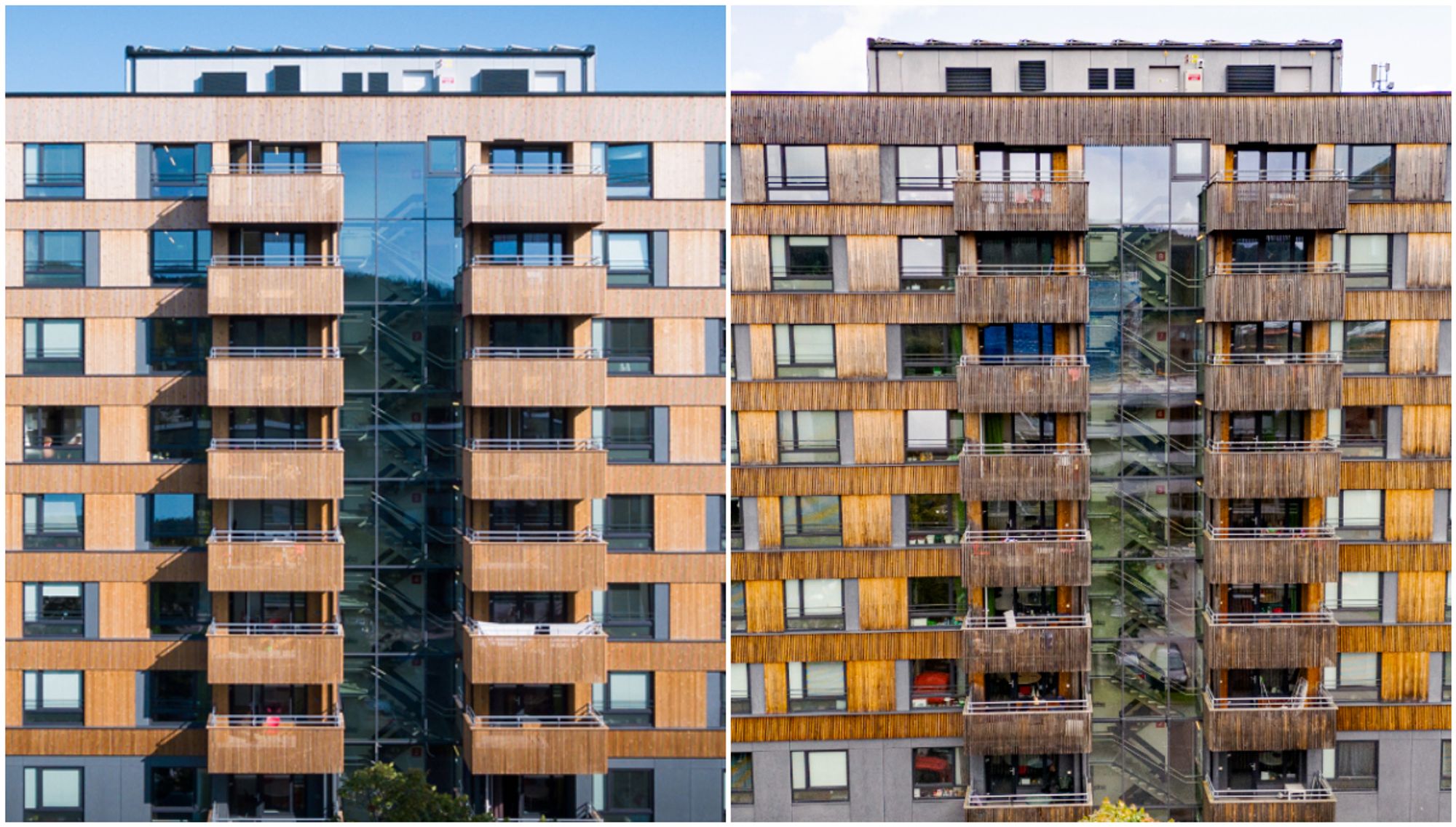 Sju år gammel varmebehandlet furu i studentbyen på Kringsjå. – Vi hadde regnet med en mer naturlig gråning, sier arkitekten.