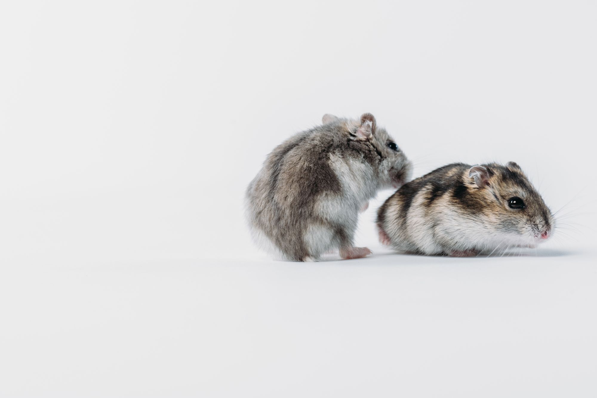 Utro Hamster, Slapp Lama, Uggen Okse eller Polert Elg. I 15 år har BankID på mobil moret nordmenn med underfundige kodeord. 