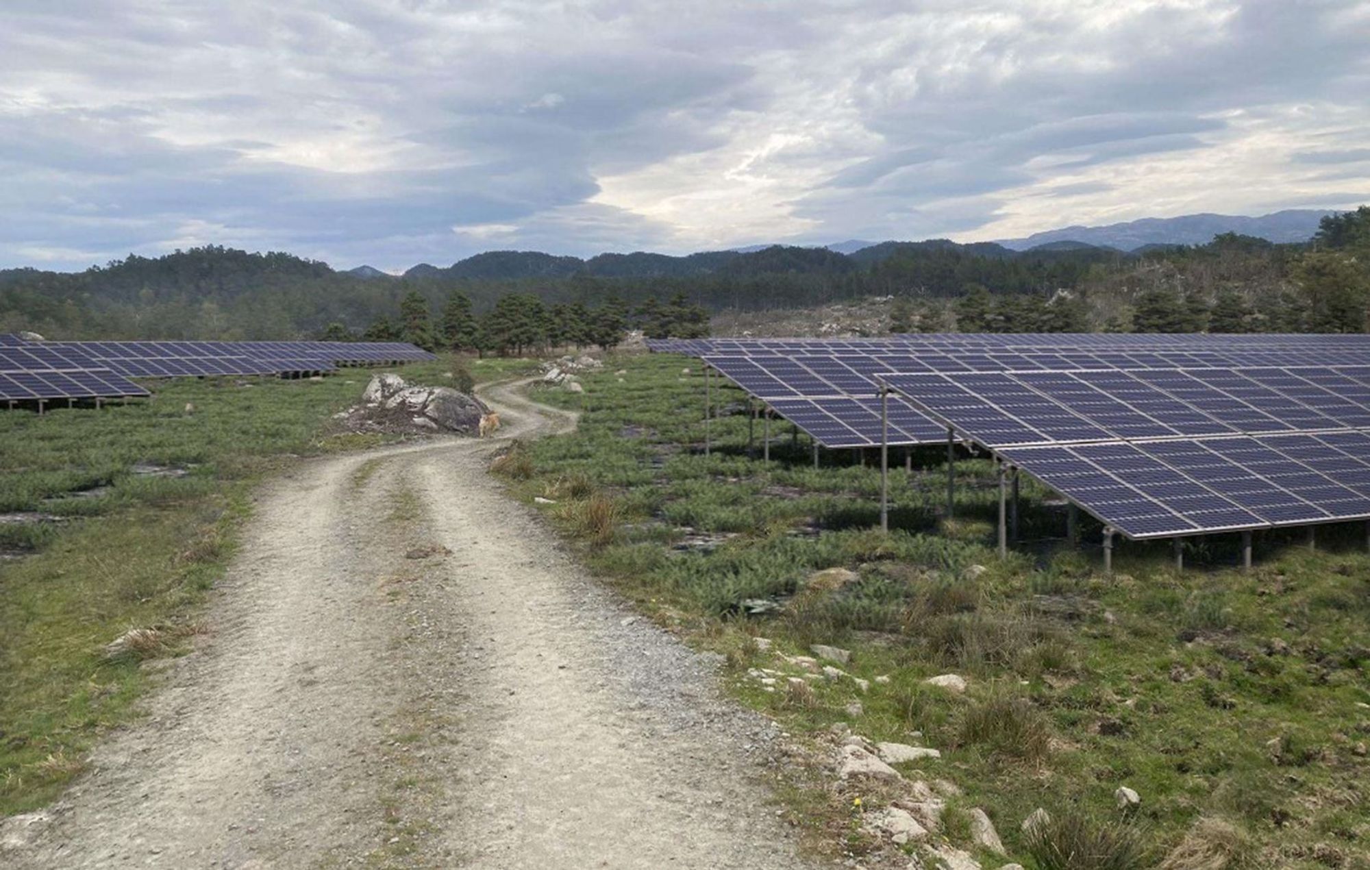 Nesse solkraftverk i Sveio i Vestland fikk konsesjon fra NVE i februar 2025. Solparken skal bygges av selskapet Endra AS.