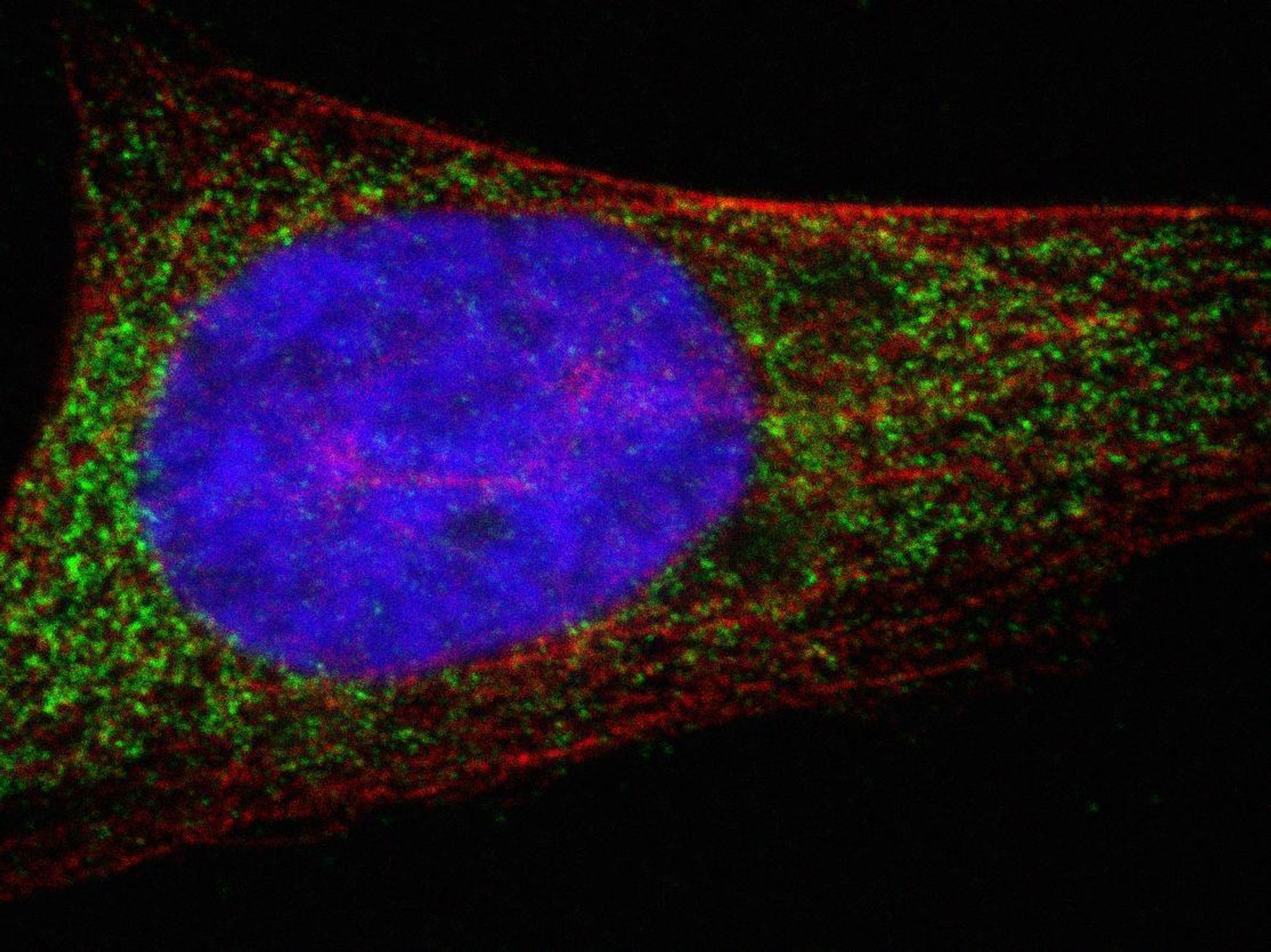 Cellenes energisentre er farget grønne i dette bildet av en celle. Det blå er nukleus, og det røde er cytoskjelettet.