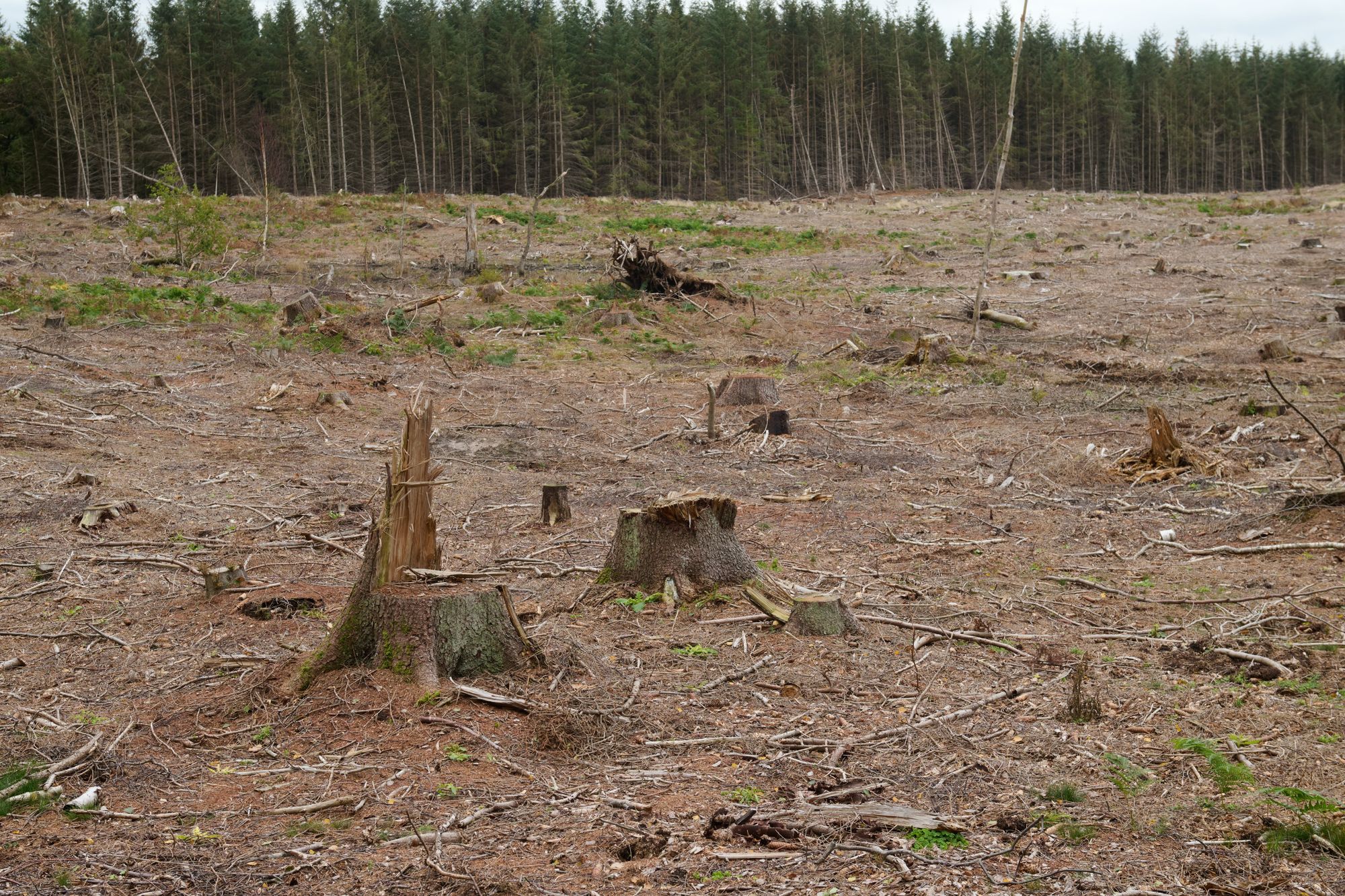 Flatehogst har påvirket nordlige skogøkosystemer betydelig og forvandlet dem til homogene landskap med isolerte flekker av gammel skog, viser en ny studie.