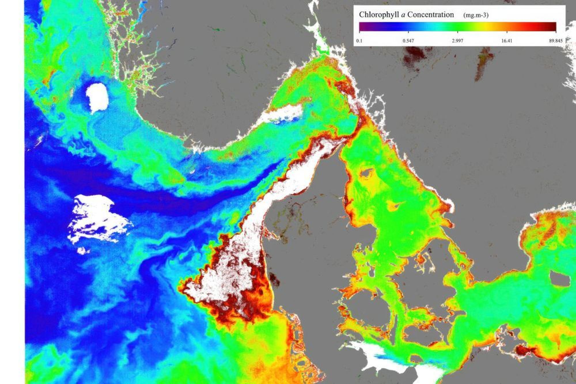 Satellittbildet med klorofylldata viser algeoppblomstringen (rødt) utenfor kysten av Danmark 3. april. Dataene er bearbeidet av det svenske meteorologiske instituttet SMHI.