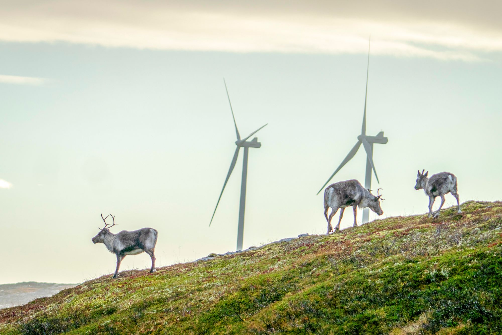 Vindkraftutbyggingen på Fosen har ført til langvarig konflikt med reindriftsnæringa i området. Nå har regjeringen bevilget 100 millioner kroner for å flytte vinterbeitet til reinen til Nord-Østerdalen.