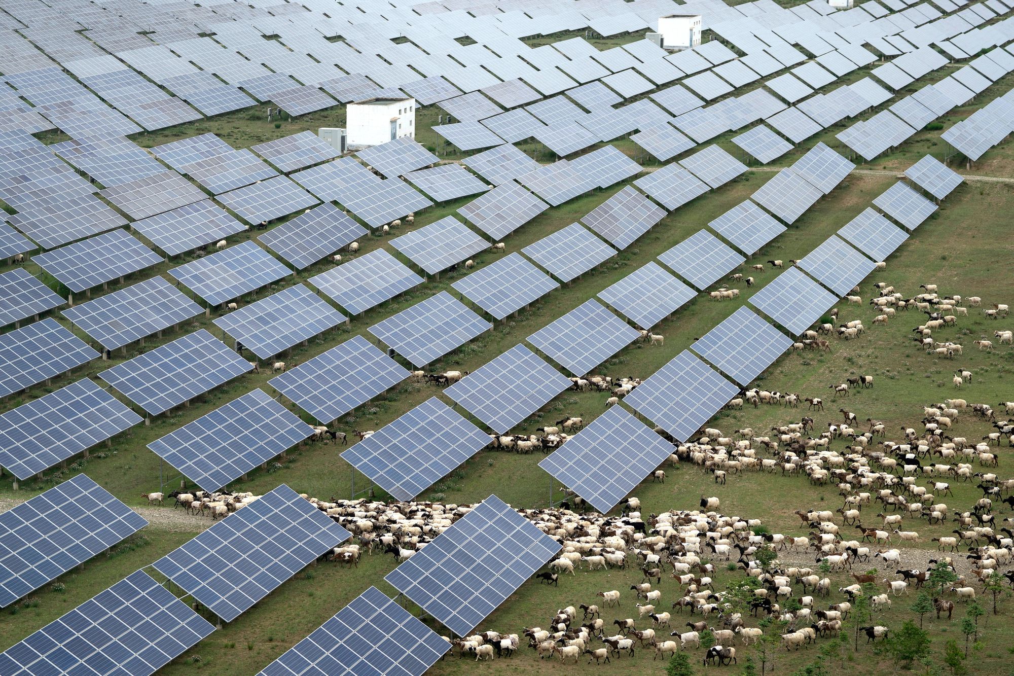 Sauer beiter mellom solcellepaneler i Kina.