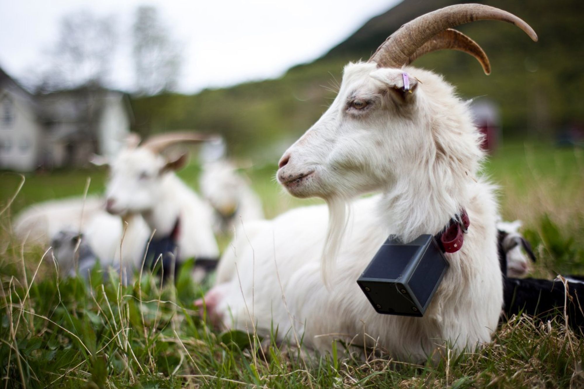 Bonden tegner beiteområdet i en app. Dyrene går med GPS-halsbånd som varsler med lyd – og eventuelt et mildt støt – hvis de krysser grensa. Nå lanserer det norske agritech-selskapet ny teknologi.