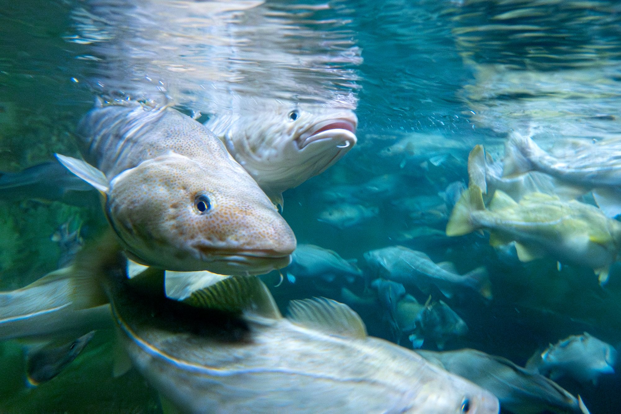 Norsk økonomi er sterkt råvarebasert, med mye høyteknologisk innovasjon innen blant annet energi og fisk.