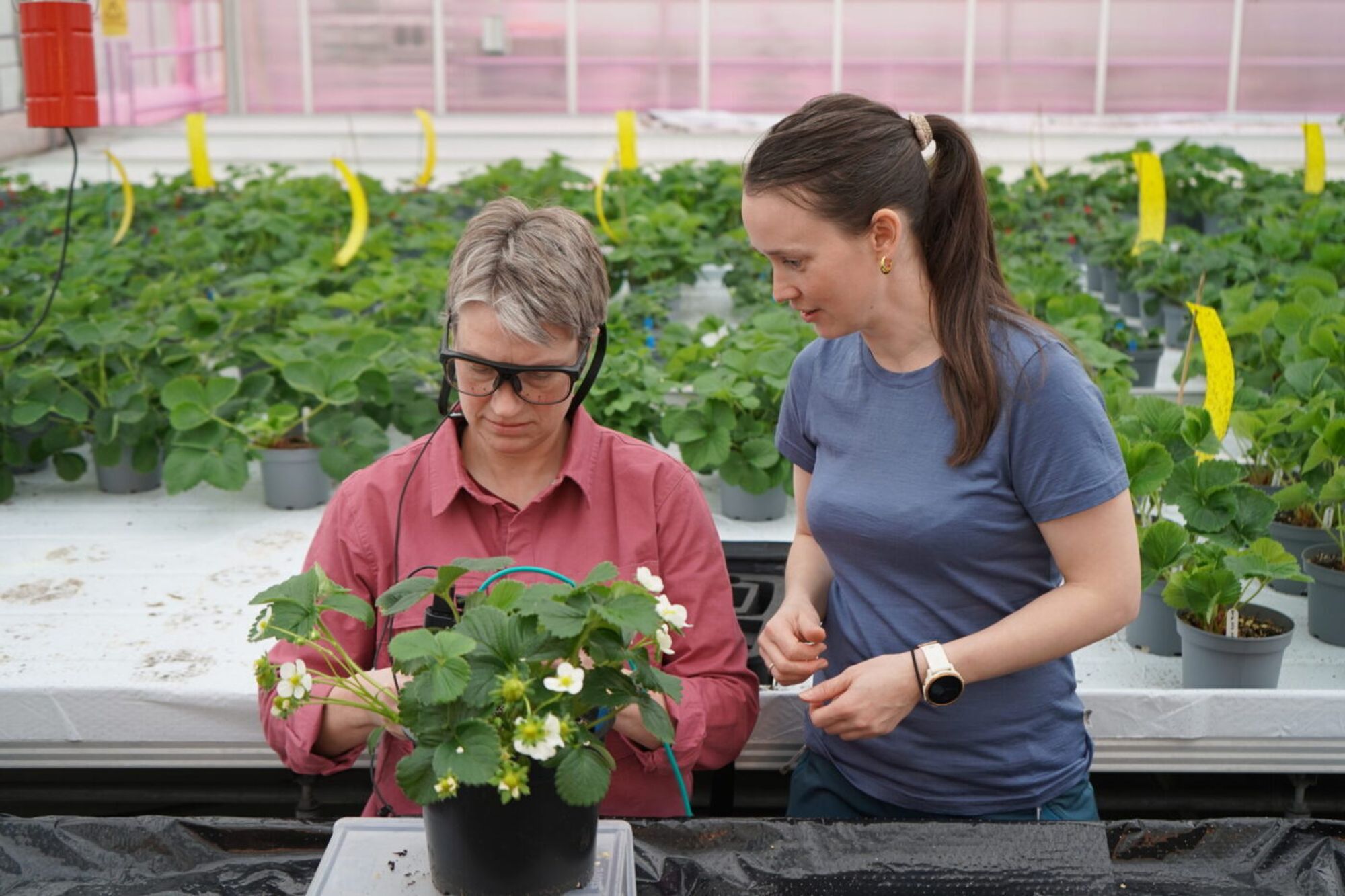 Gartner og tekniker Vivian Rognerud sammen med Sintef-forsker Marianne Bakken (t.h.) i drivhuset til Graminor på Hamar. Ved hjelp av eyetracking samler de data som skal inn i robotens nye hjerne.