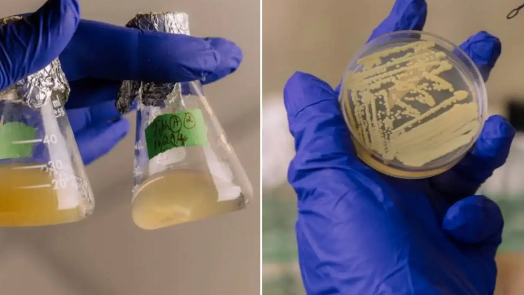 Bakterieartenromfart Tersicoccus phoenicis, som finnes i romfartøys renrom, kan overleve intensiv antimikrobiell rengjøring ved å «spille død».