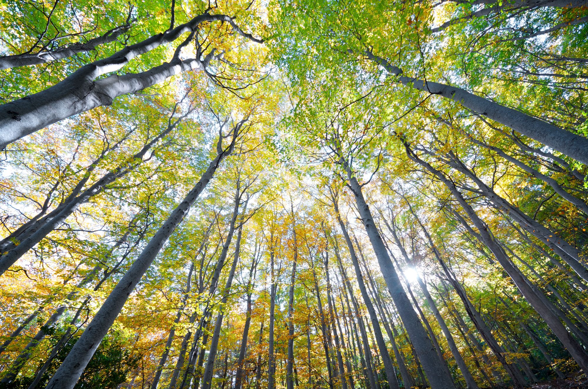  Overkapasitet, lave marginer og prisvekst på energi og råvarer er Norske Skogs begrunnelse for nedbemanningen.