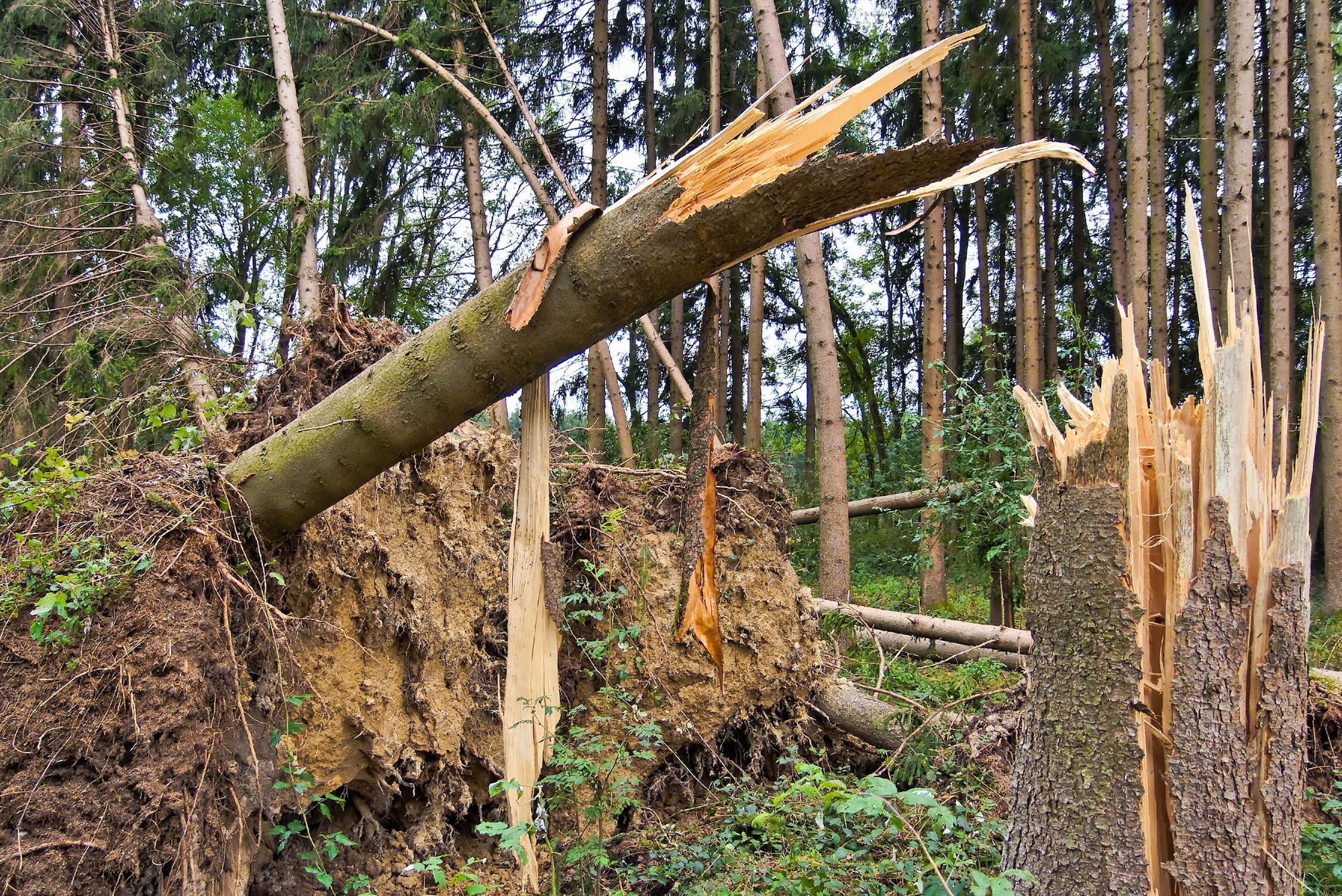 Skogforvaltninga treng betre verktøy i møte med eit klima i endring. Med satellittbilete, vêrmodellar og maskinlæring kan ein kartleggje og føreseie skadar frå vind og snø, viser ny forsking. 