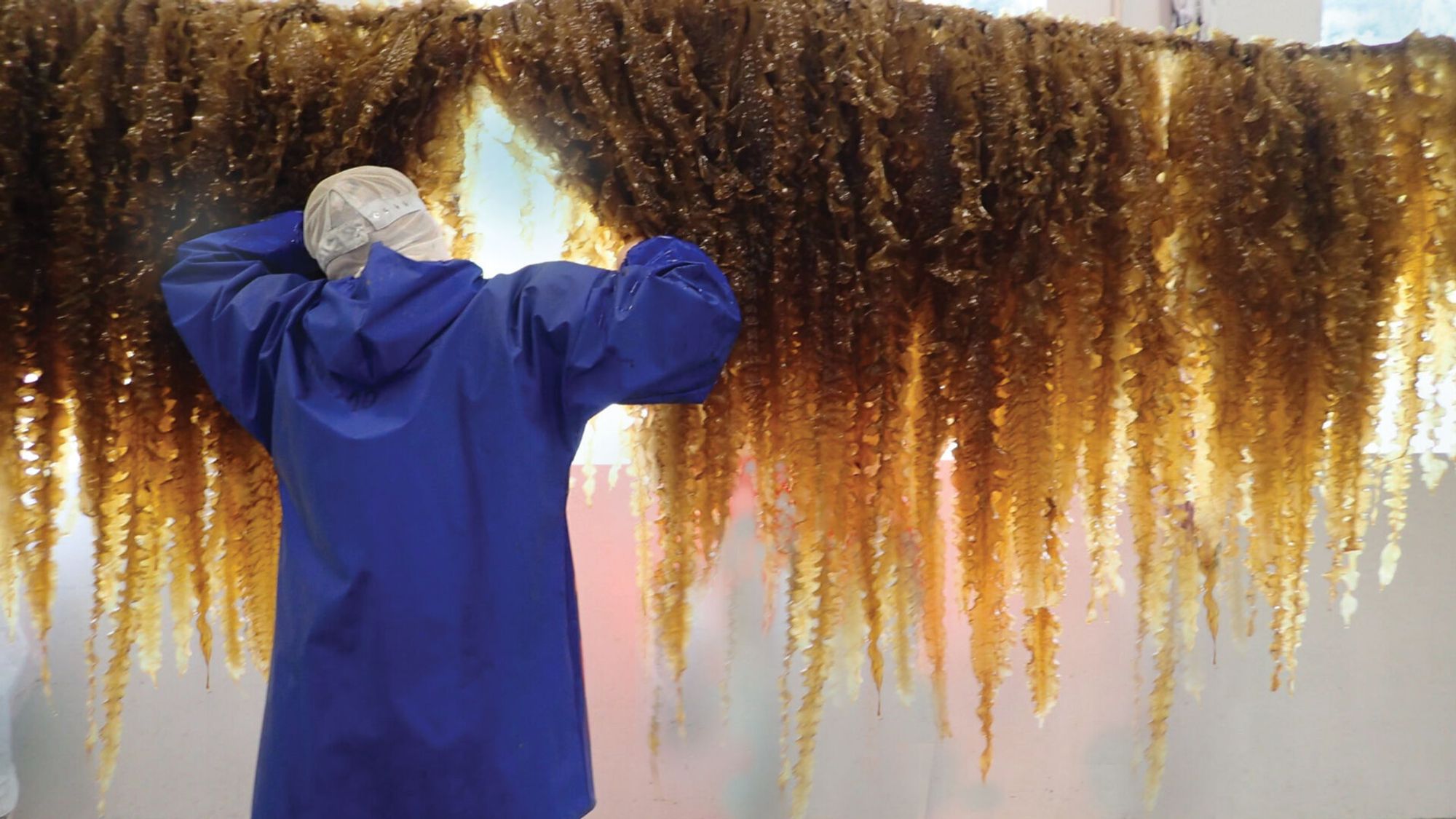 I stedet for å høste fra naturens egne reserver, er det mulig å dyrke tare på tau i sjøen. 