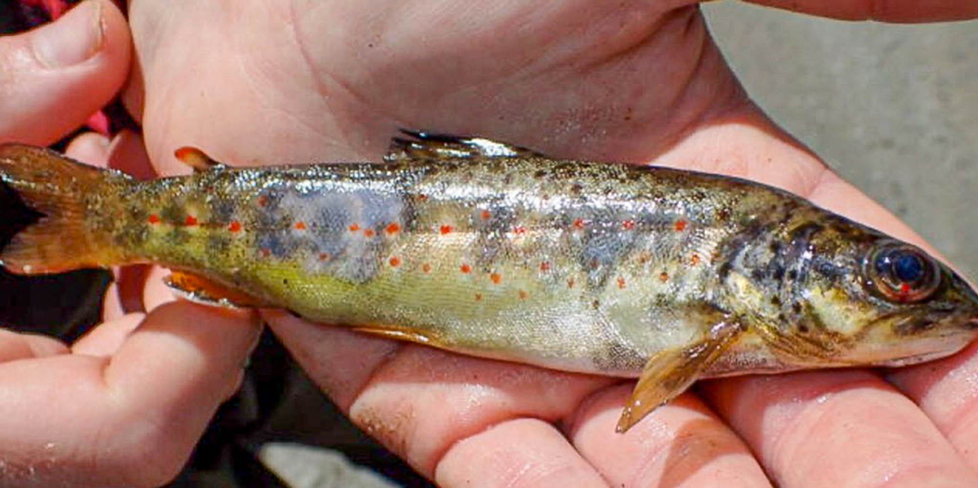 Denne vesle ørreten ble funnet i elva Otra, 2 mil nedenfor en av Norges største kraftstasjoner. Den hadde alle tegn på gassblæresyke: Utstående øyne, blødninger, infeksjon og slitasje på finnene.