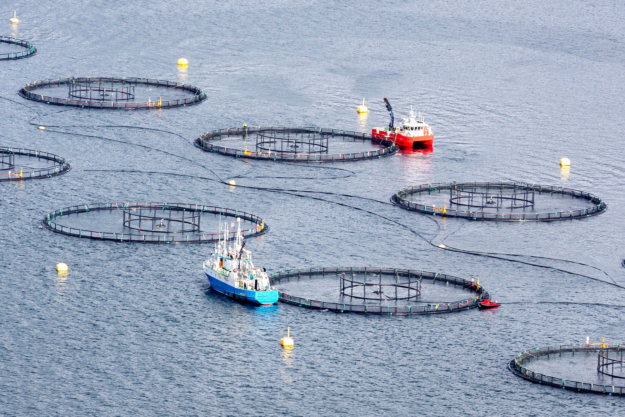 Chun-Deng Wang brukte offisielle norske overvåkingsdata for å sammenligne forholdene rundt oppdrettsanlegg i ulike deler av landet. Bildet er fra Sjona på Helgelandskysten.