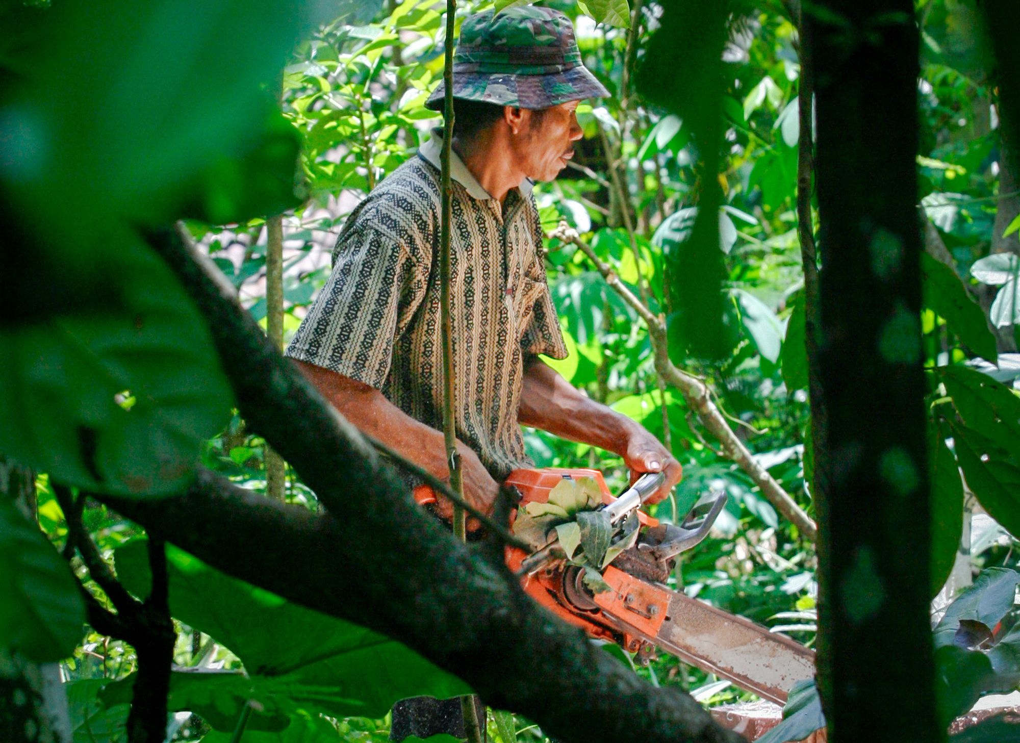 Hvert eneste minutt mister verden rundt 130.000 kvadratmeter tropisk skog.