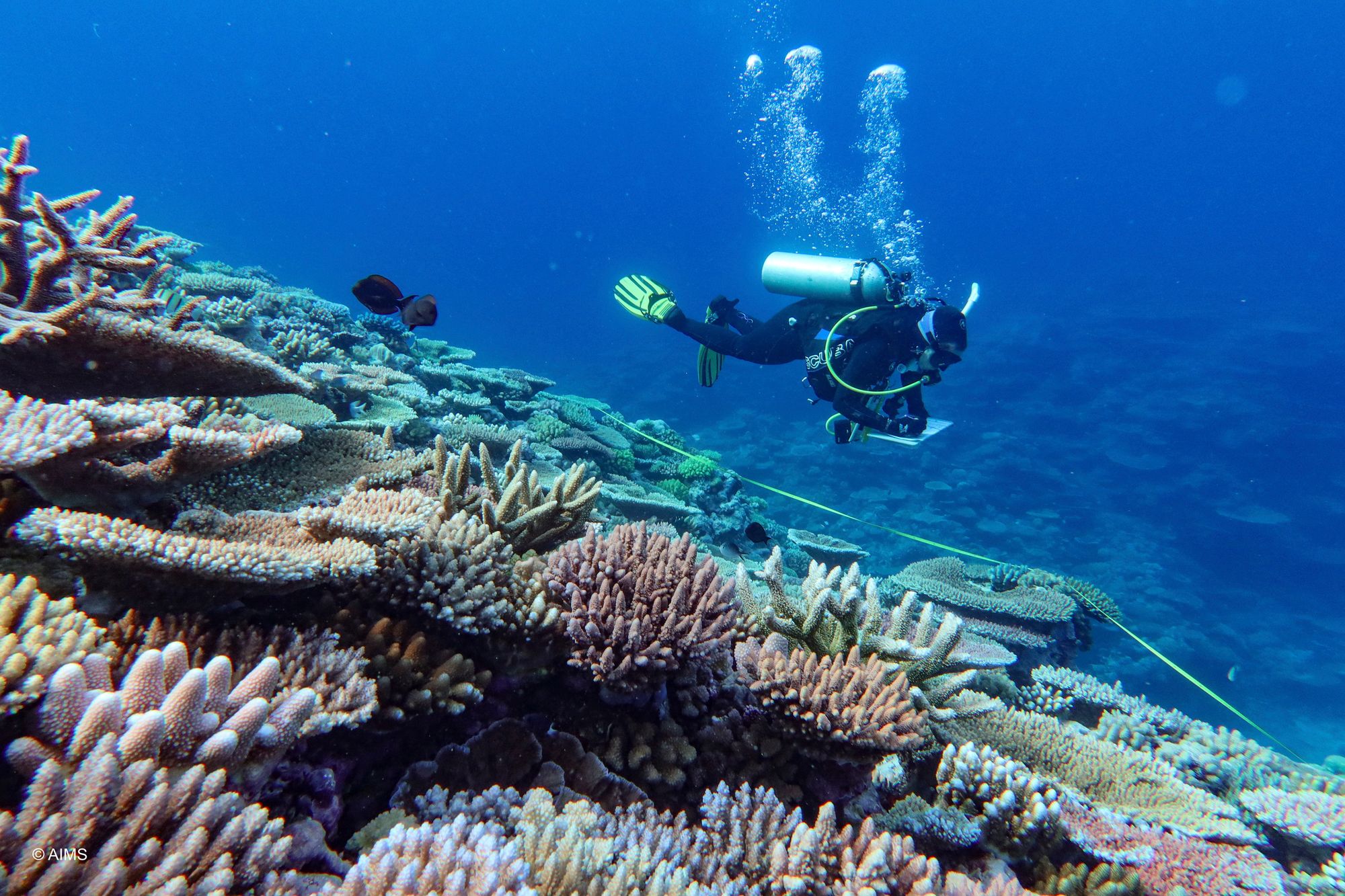 En dukker inspiserer korall ved Great Barrier Reef i Australia.