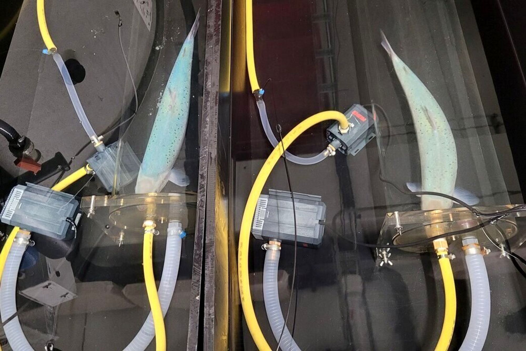 Slik forsket havforskerne på oksygenopptaket til laksen.