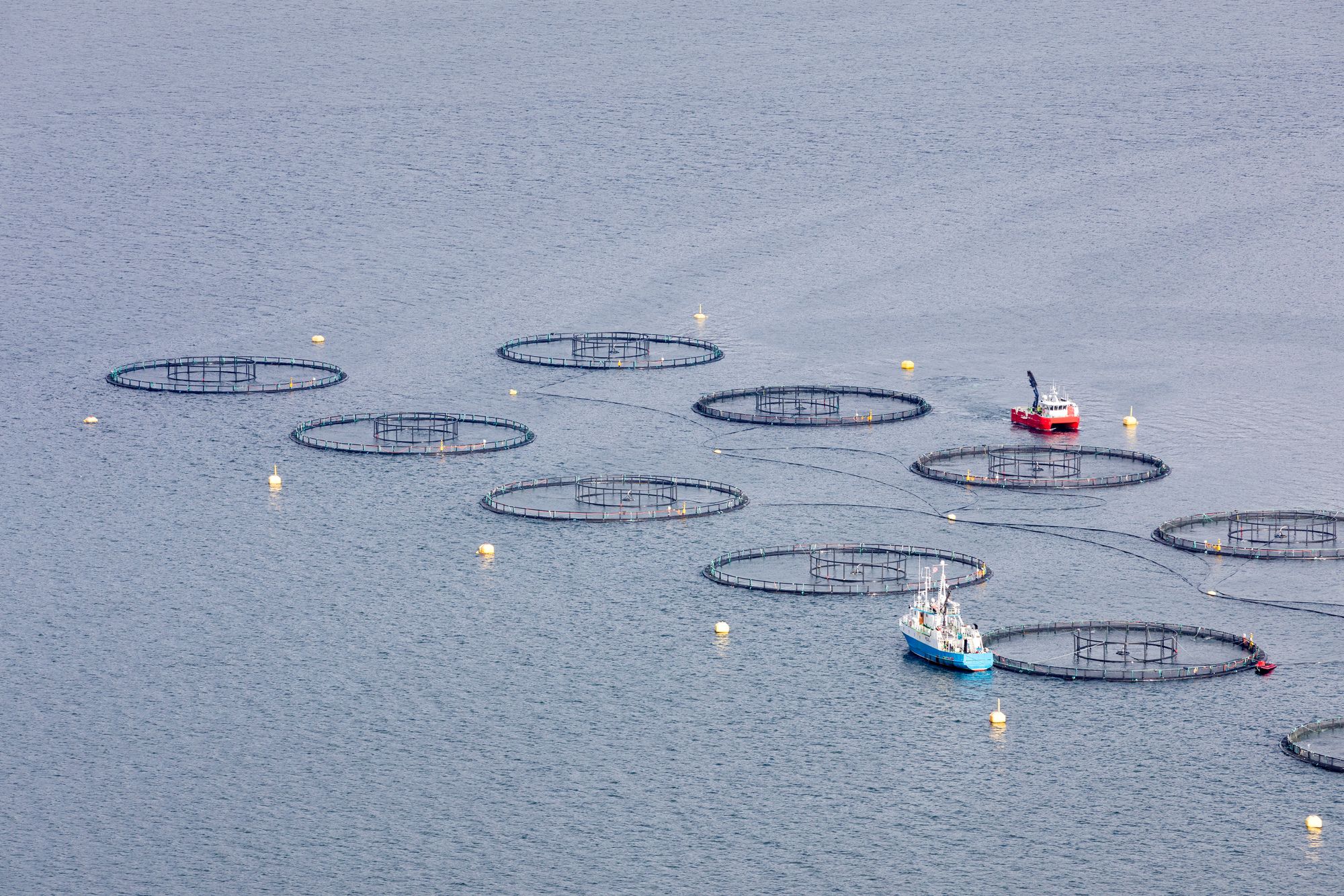 Havbruksanlegg. Anlegg for lakseoppdrett med spesialbåter for fiskeoppdrett i Sjona, på Helgelandskysten.