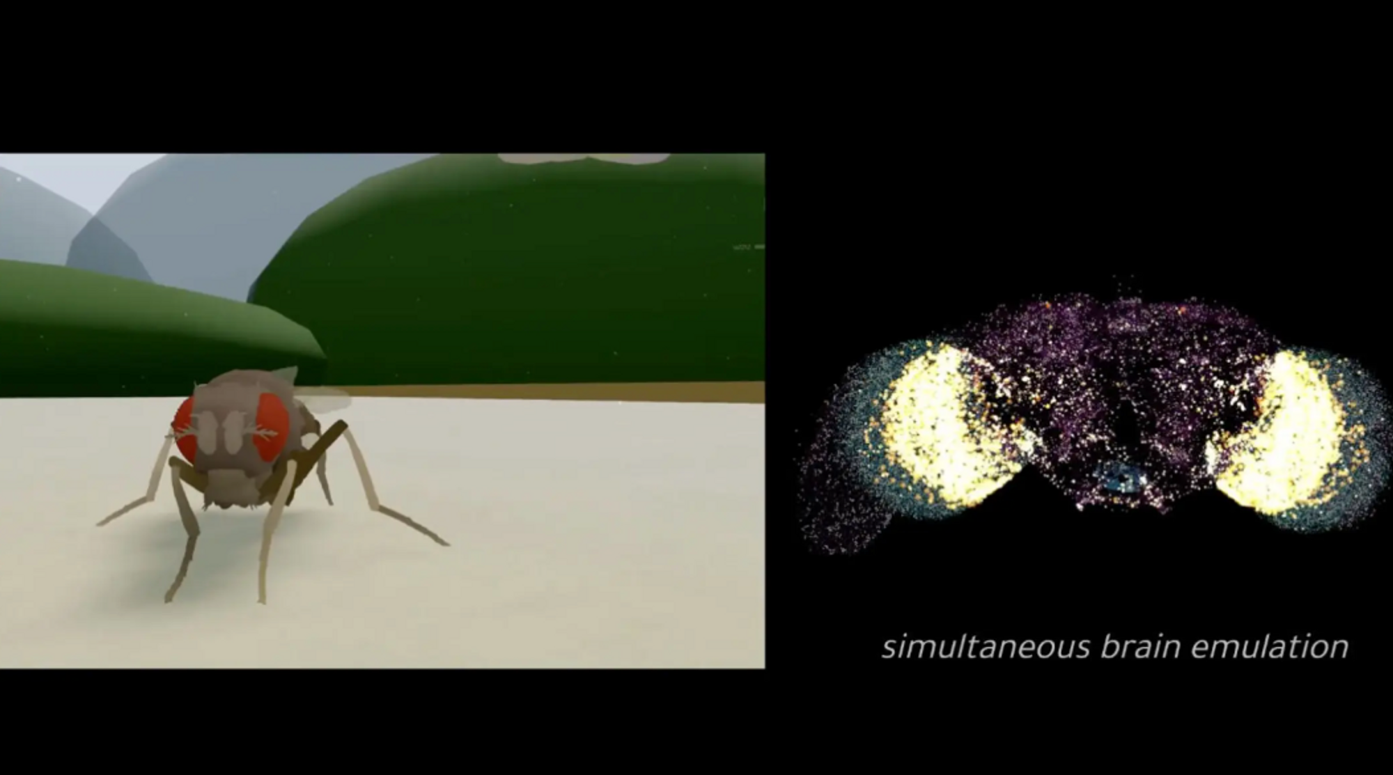 Til venstre er en bananflue i en virtuell verden. Til høyre ser man en modell av hjernen dens, som den delvis styres av.