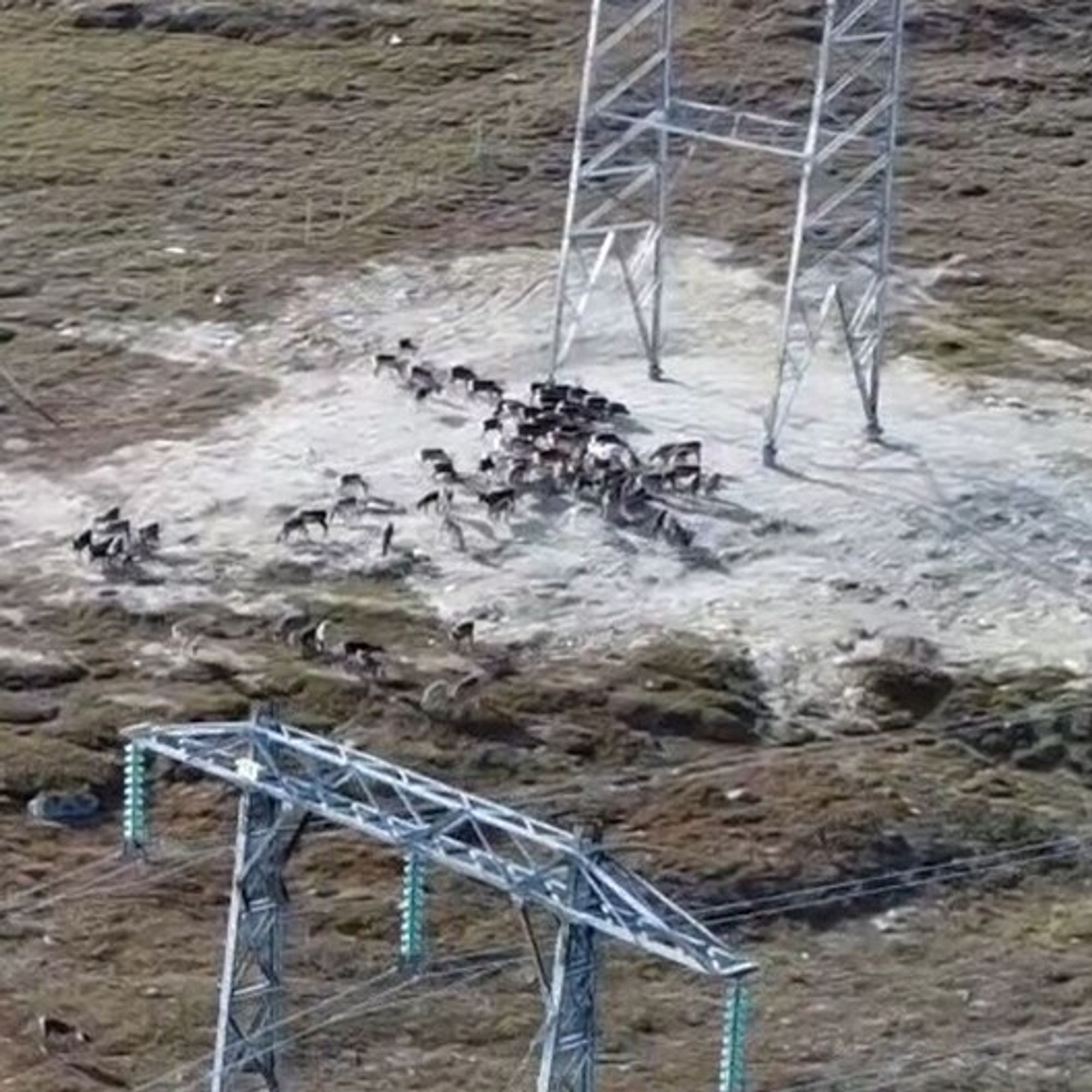 Forskning viser at reinen tilpasser seg nye kraftledninger.