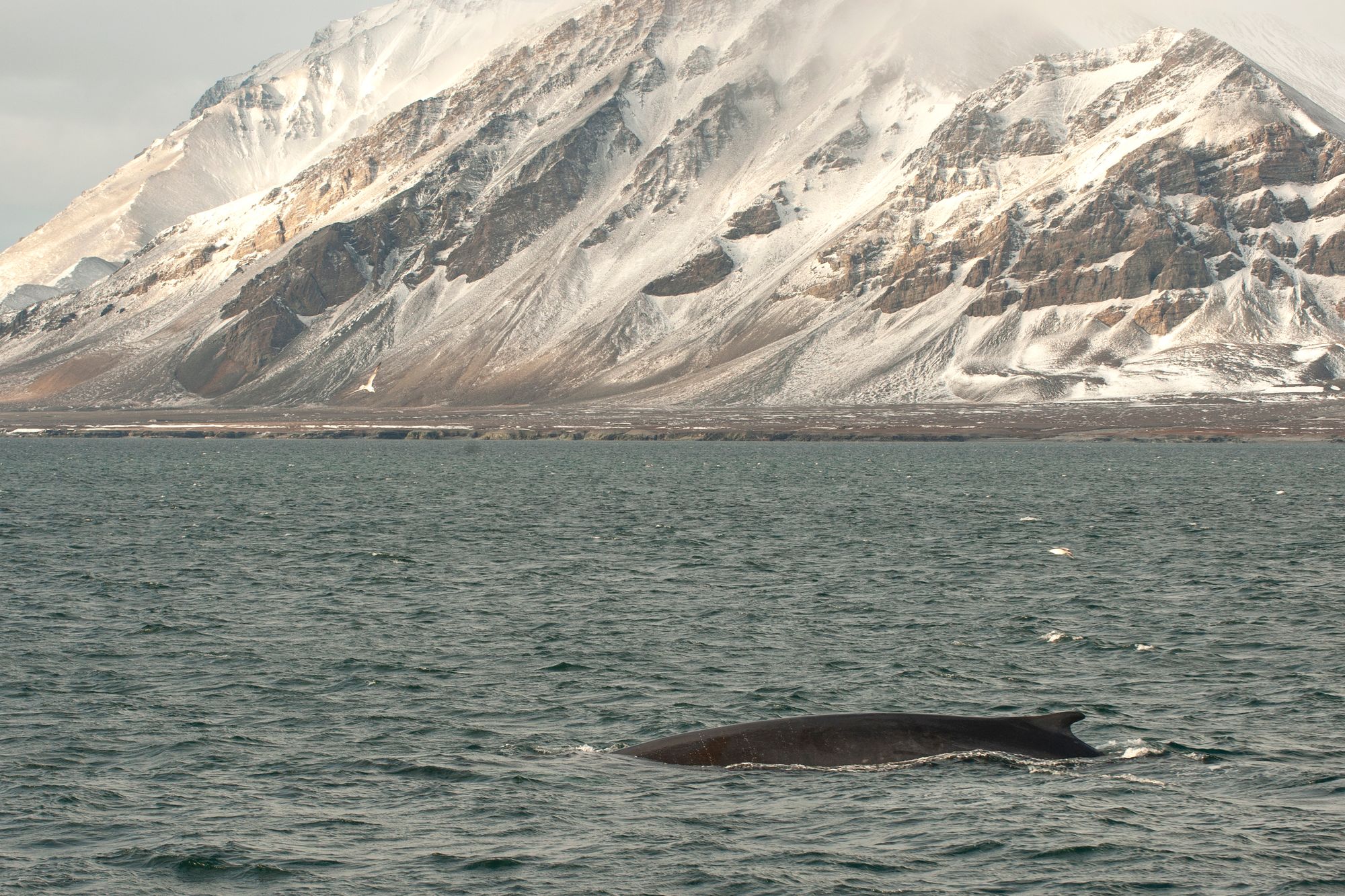 En finnhval svømmer i farvannet utenfor Svalbard. Nå har forskere brukt Svalbards fiberoptiske nettverk til å lytte til hvaler selv om de er stille.